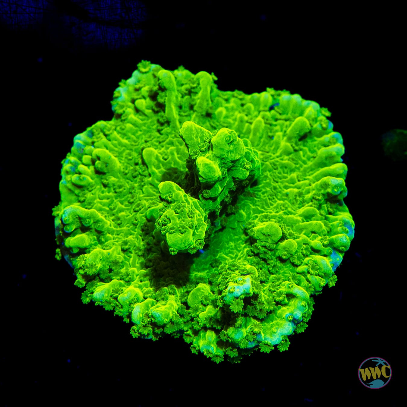 WWC Sour Apple Hirsuta Montipora - Daylight Photo