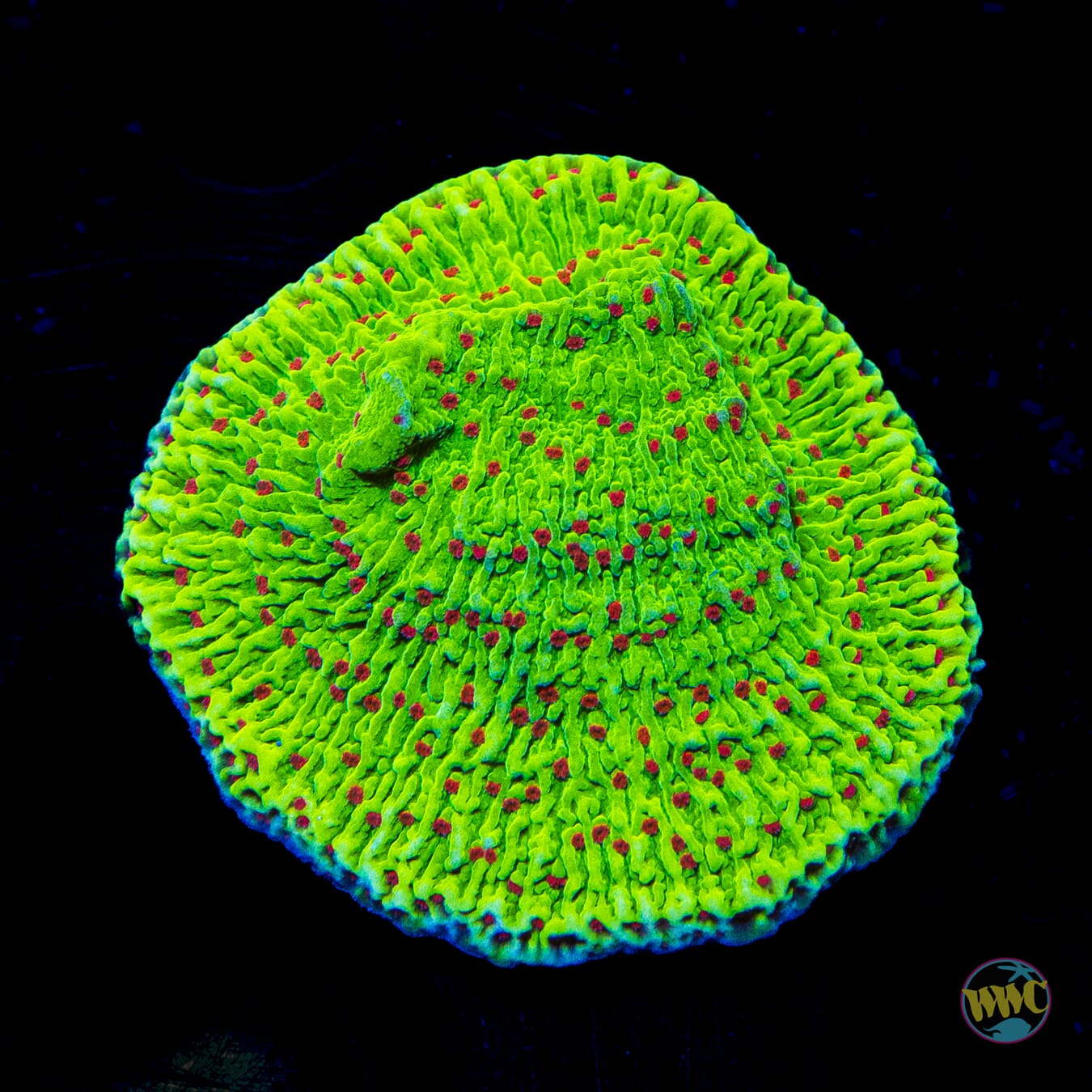 WWC Cousin Eddie's Toxic Montipora - Daylight Photo