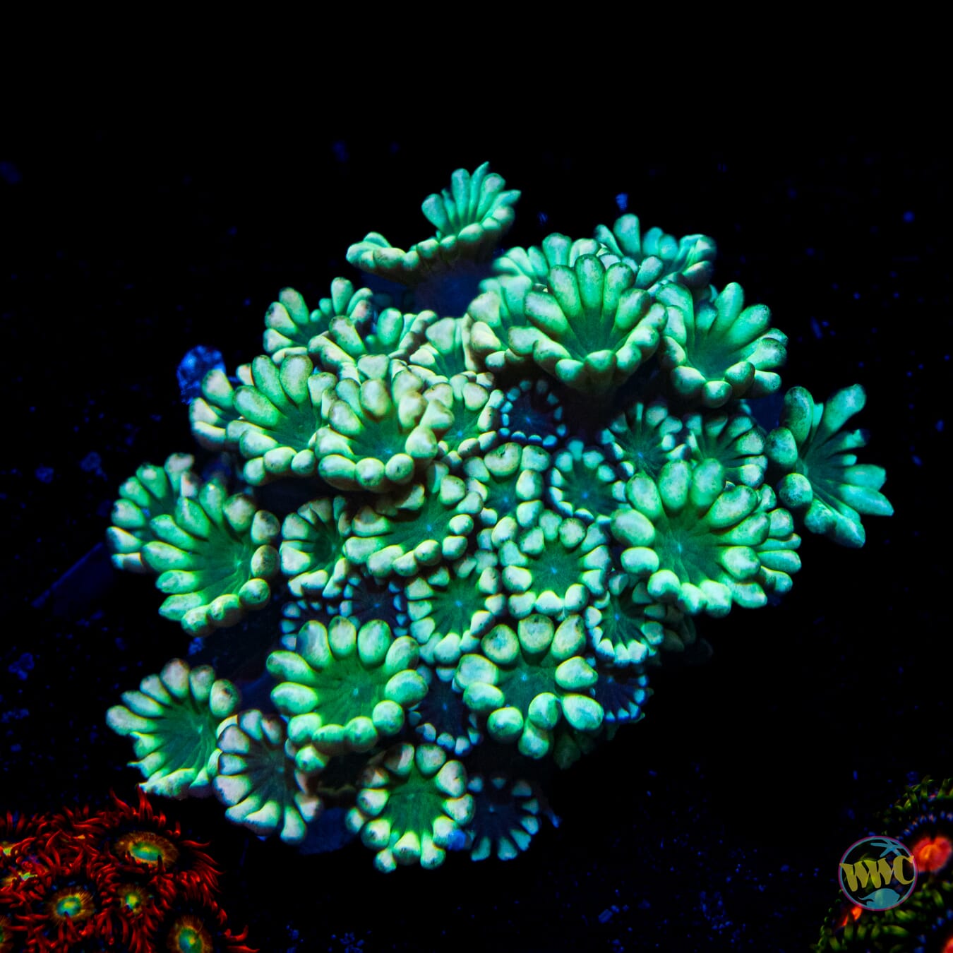 Emerald Hologram Alveopora - Daylight Photo