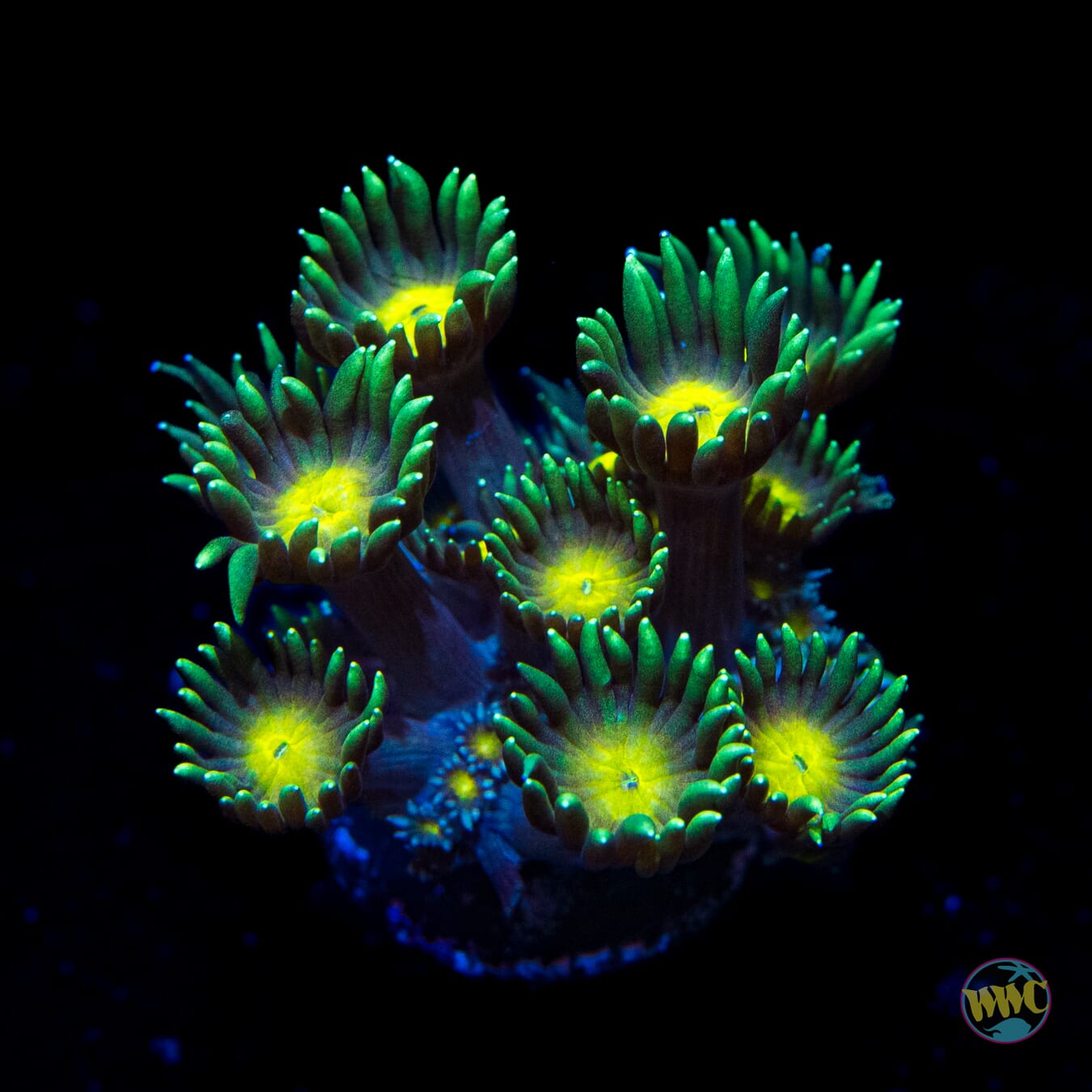 Lemon Head Goniopora - Daylight Photo