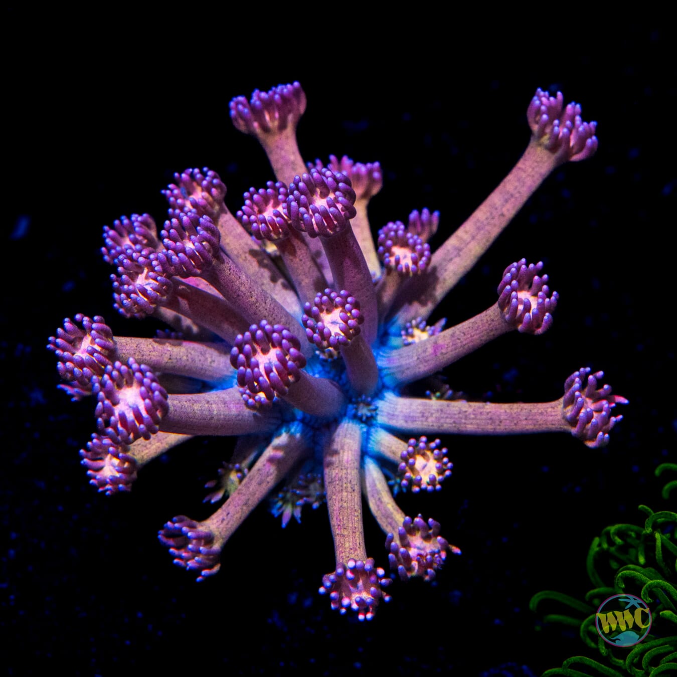 Hydralisk Goniopora - Daylight Photo
