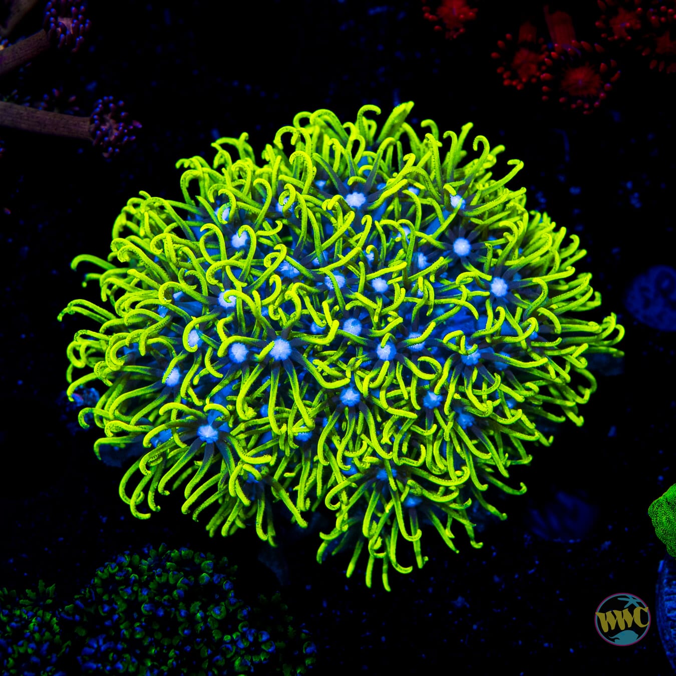 Neon Green Star Polyps - Daylight Photo
