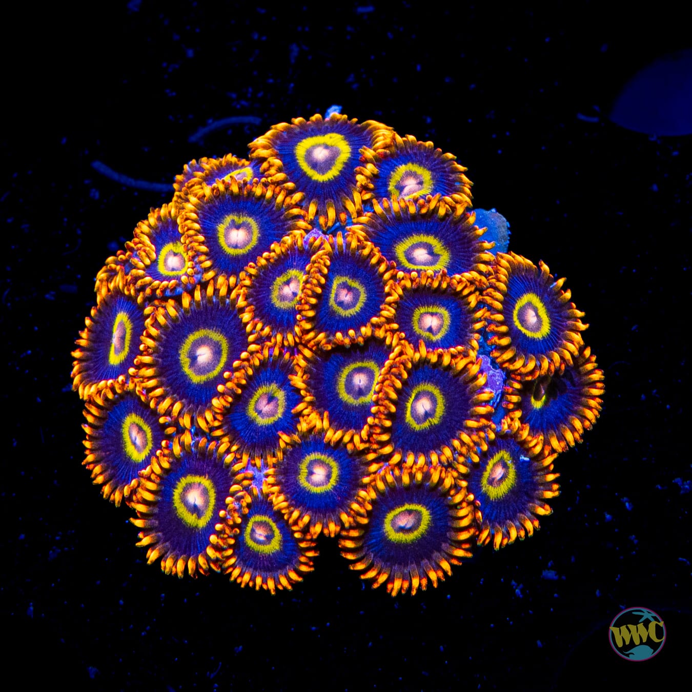 Rainbow Hornet Zoanthids - Daylight Photo