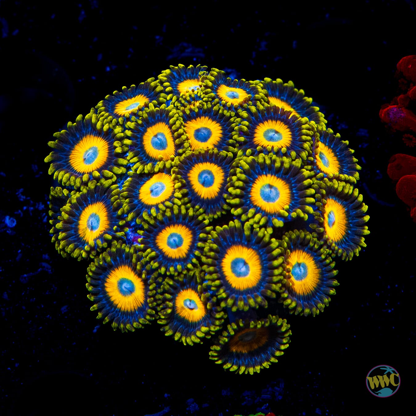 Scrambled Eggs Zoanthids - Daylight Photo