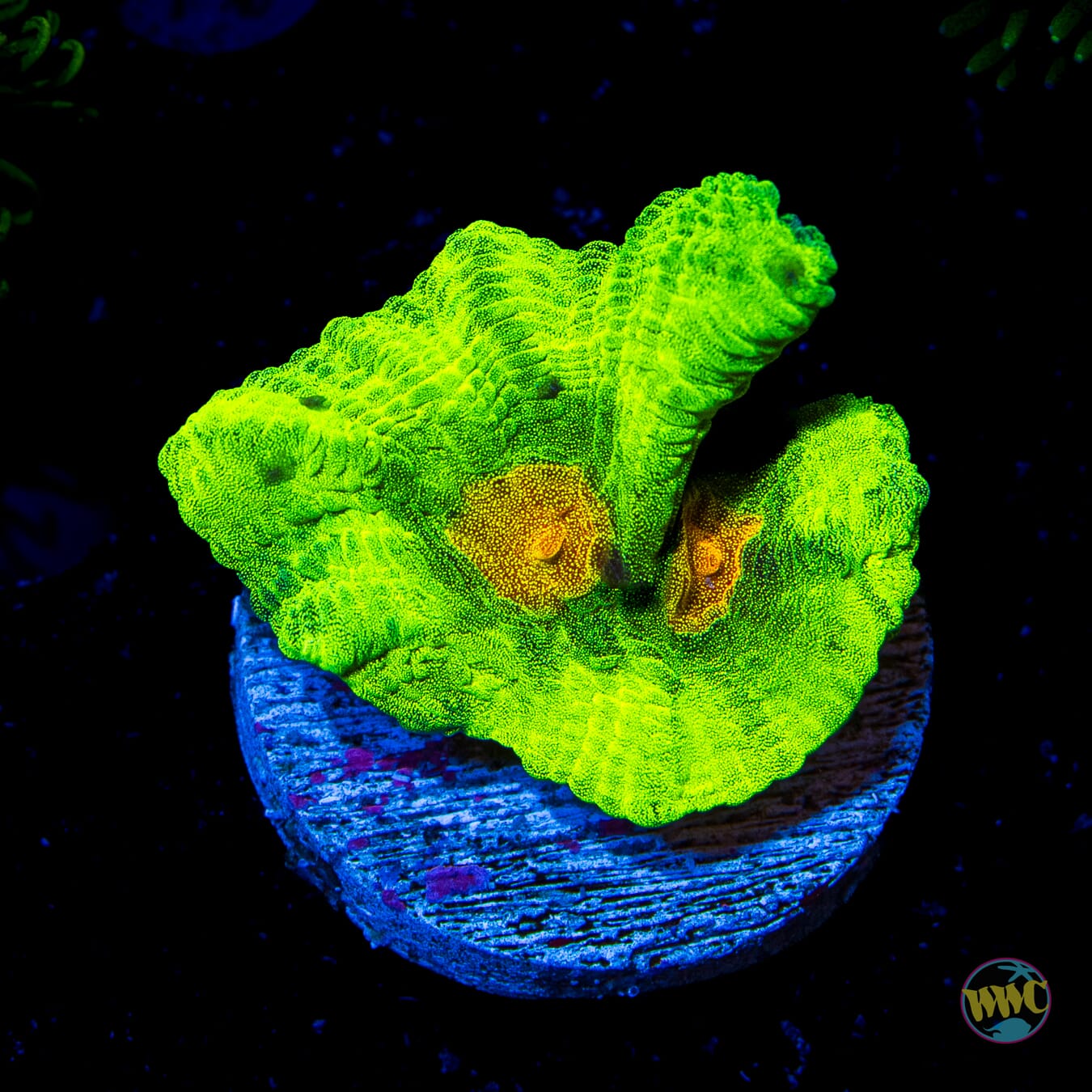 Space Invader Pectinia - Daylight Photo
