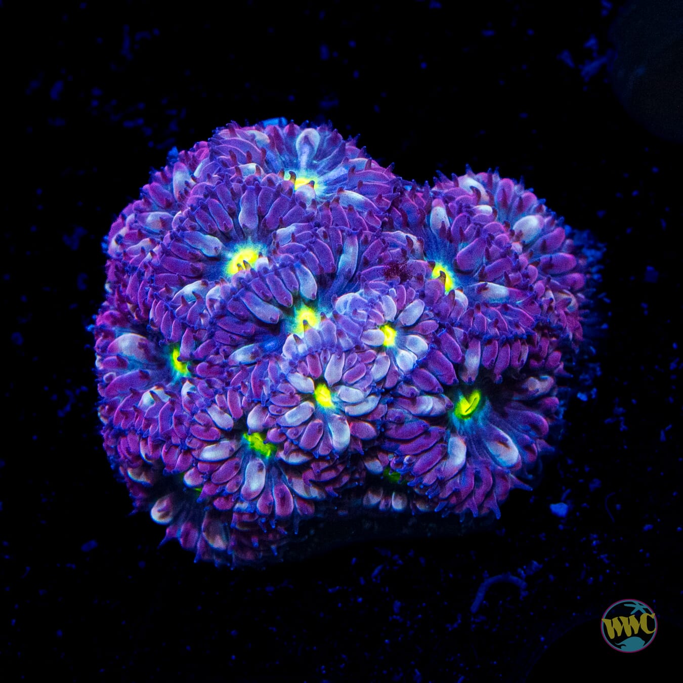 WWC Twilight Merletti Blastomussa - Daylight Photo