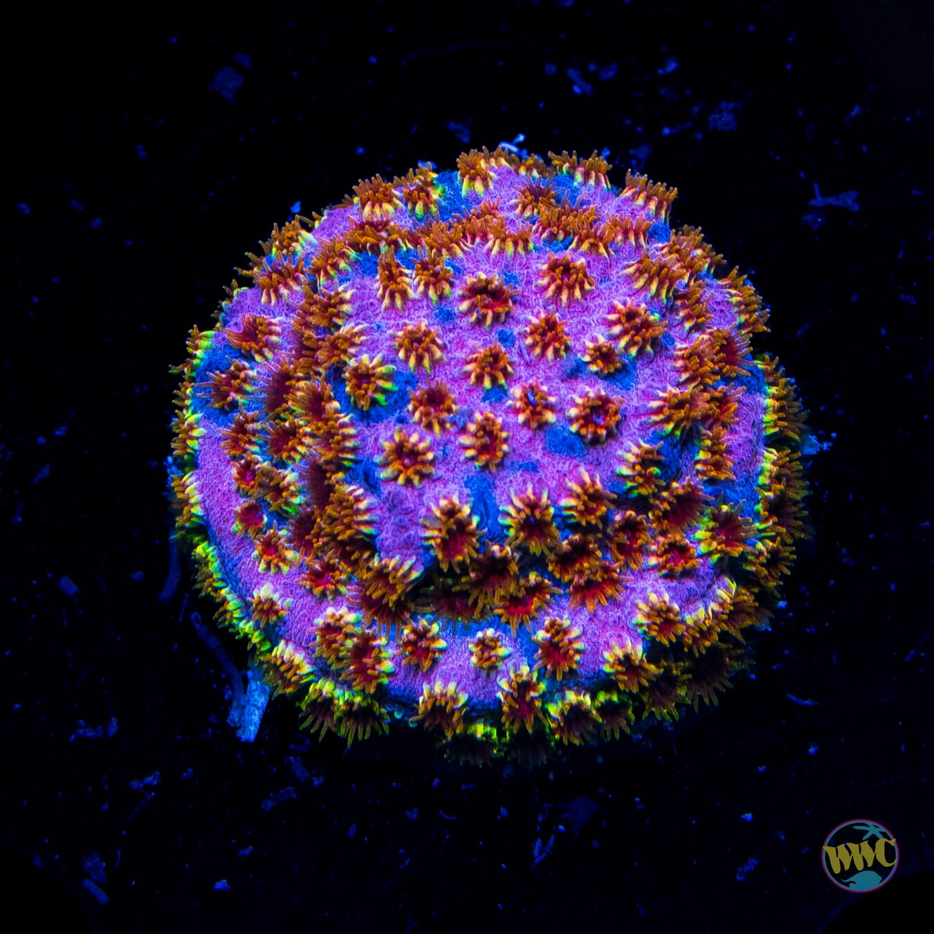 WWC Skittles Bomb Cyphastrea - Daylight Photo