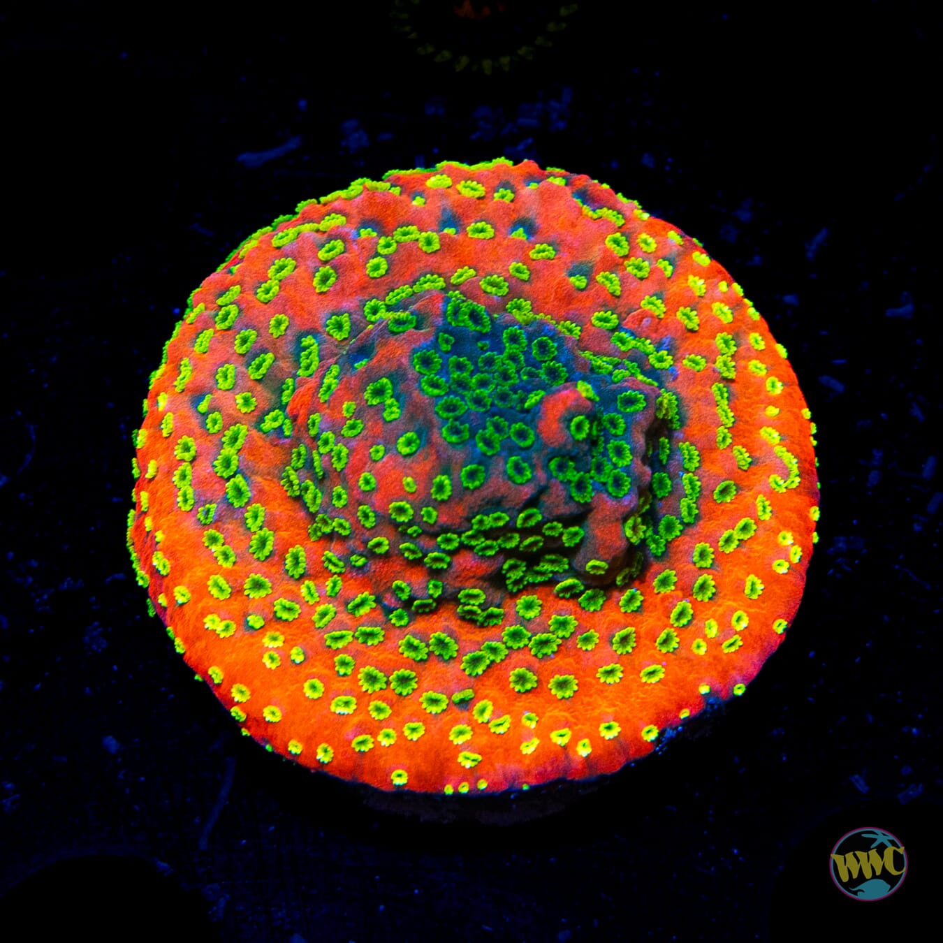 Tyree Sunset Montipora - Daylight Photo