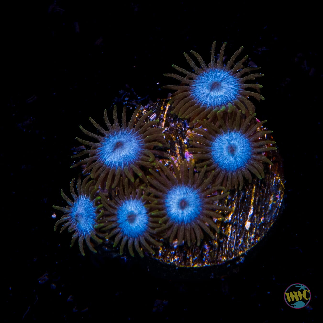 WWC Lich King Zoanthids - Daylight Photo