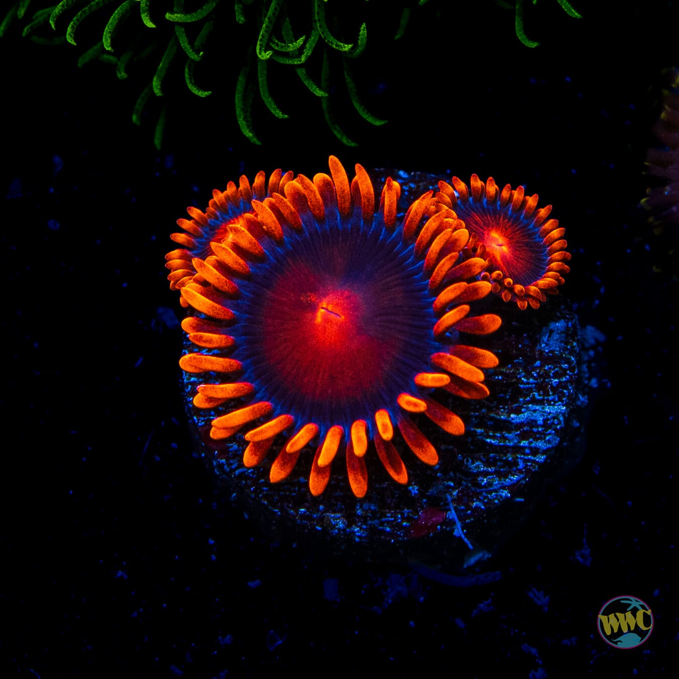 Bam Bamz Zoanthids - Daylight Photo