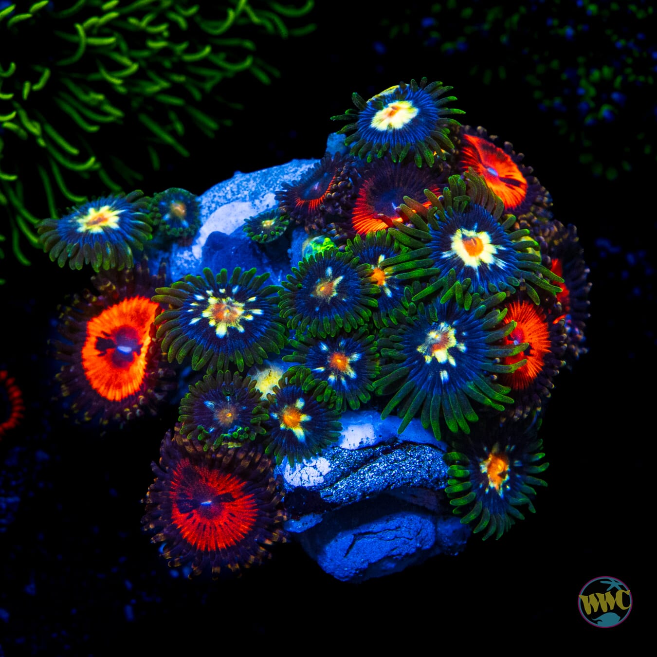 WWC Bloodsucker and Jason Fox Star Gazer Combo Zoanthids - Daylight Photo