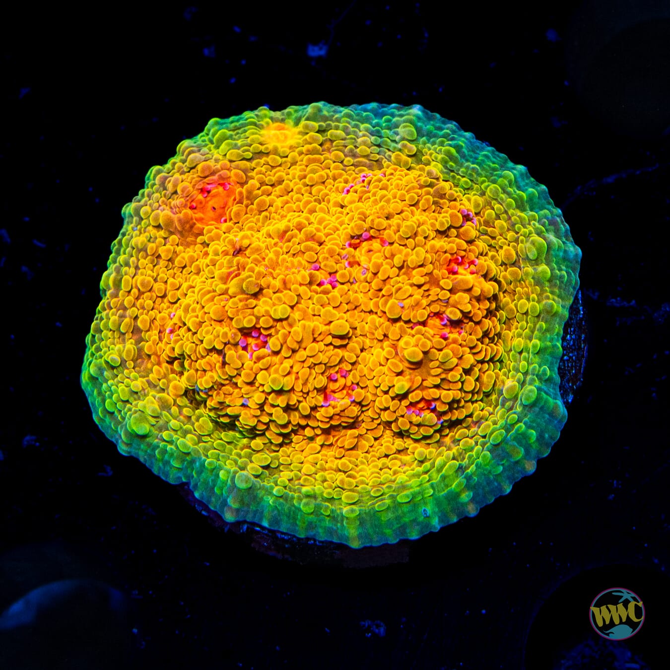 Tyree Mummy Eye Chalice - Daylight Photo