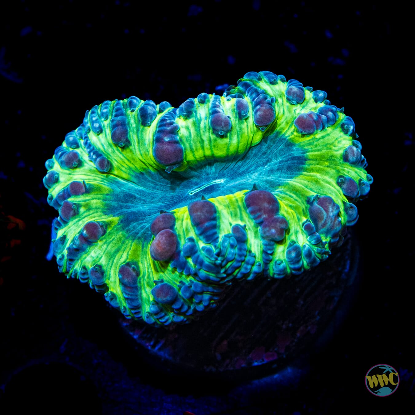 Grape Venom Blastomussa - Daylight Photo