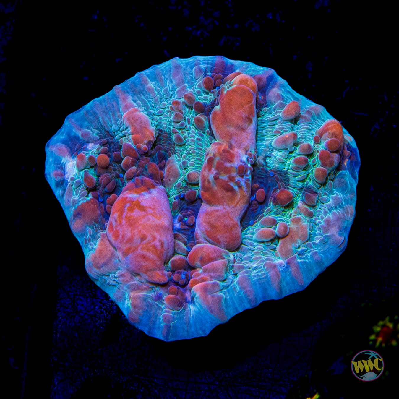 WWC Cosmic Candy Bounce Chalice - Daylight Photo