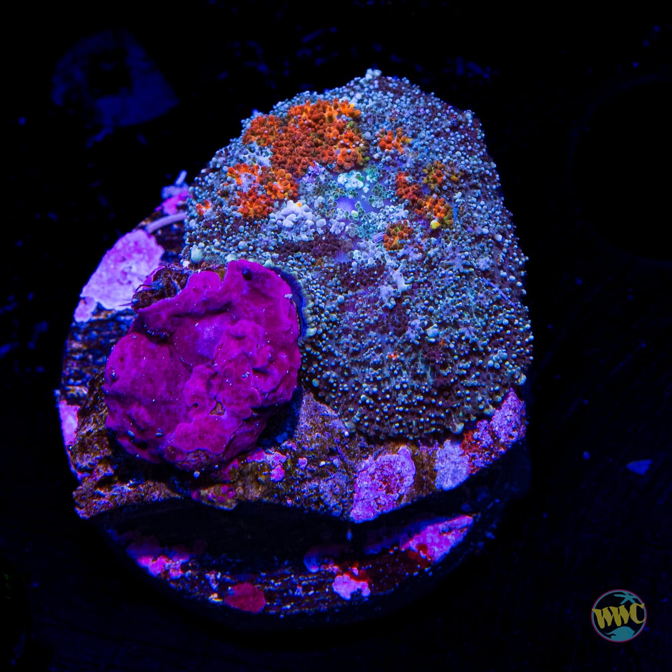 Frozen Fury Carpet Mushroom - Daylight Photo