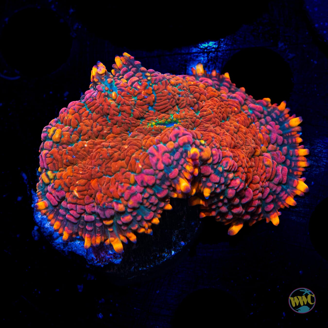Zesty Rhodactis Mushroom - Daylight Photo