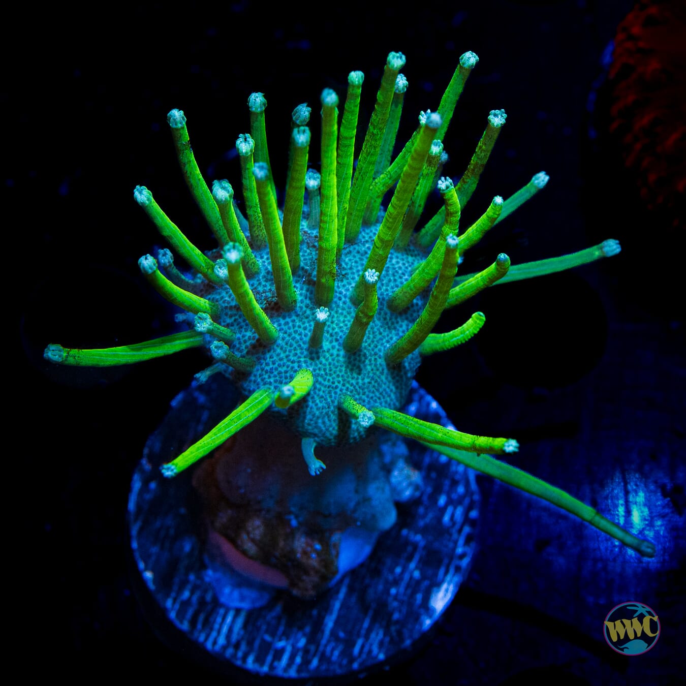 WWC Long Polyp Toadstool Leather - Daylight Photo