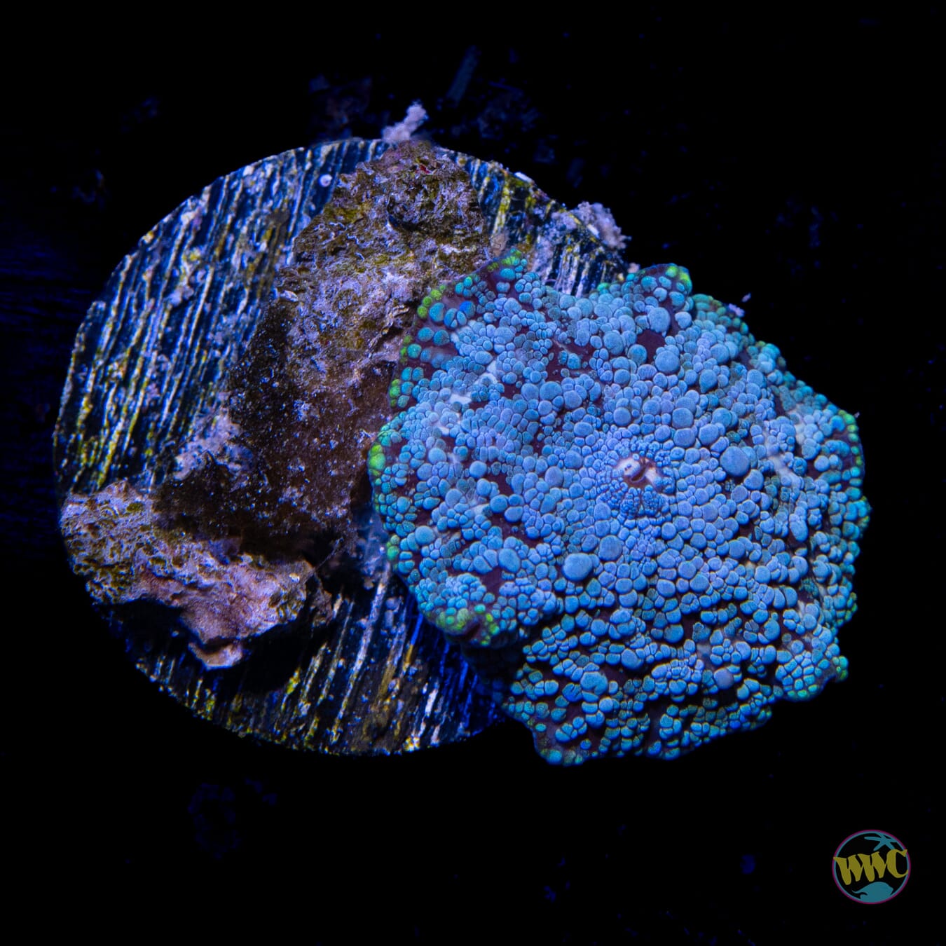 Bubbly Baby Blues Disco Mushroom - Daylight Photo