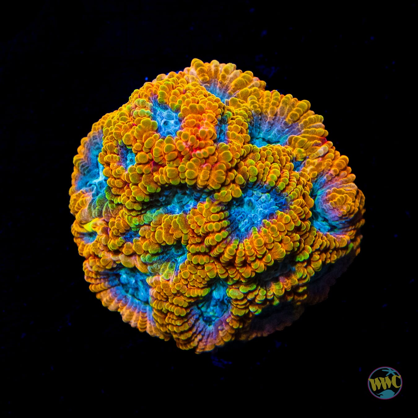 Favia of the Gods - Daylight Photo
