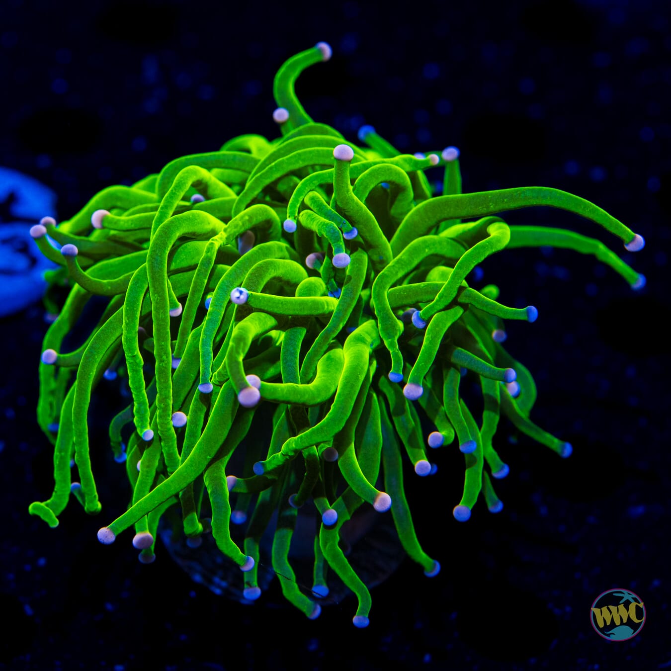 Pink and Blue Tipped Cotton Candy Torch - Daylight Photo