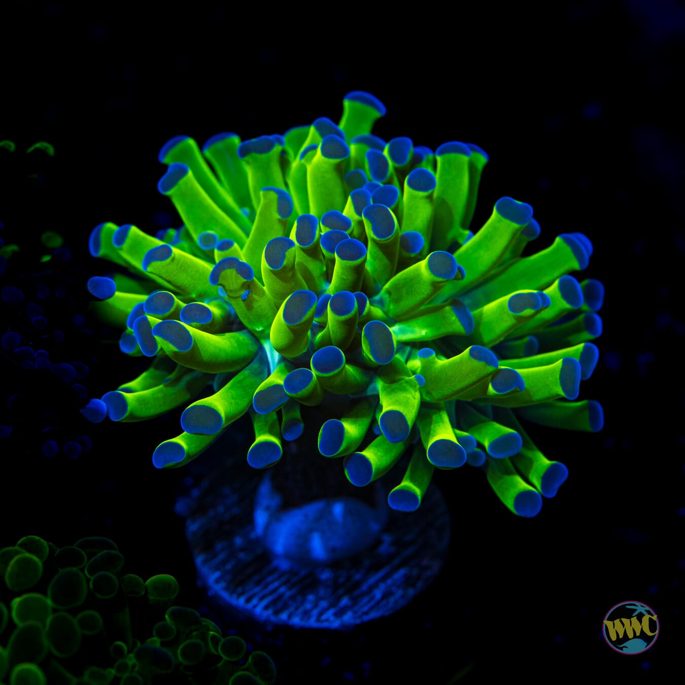 Bicolor Branching Hammered Torch - Daylight Photo