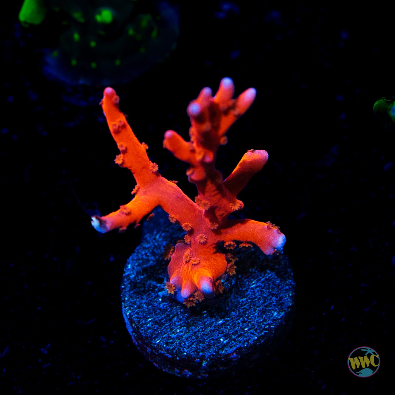 Jason Fox TNT Anacropora - Daylight Photo