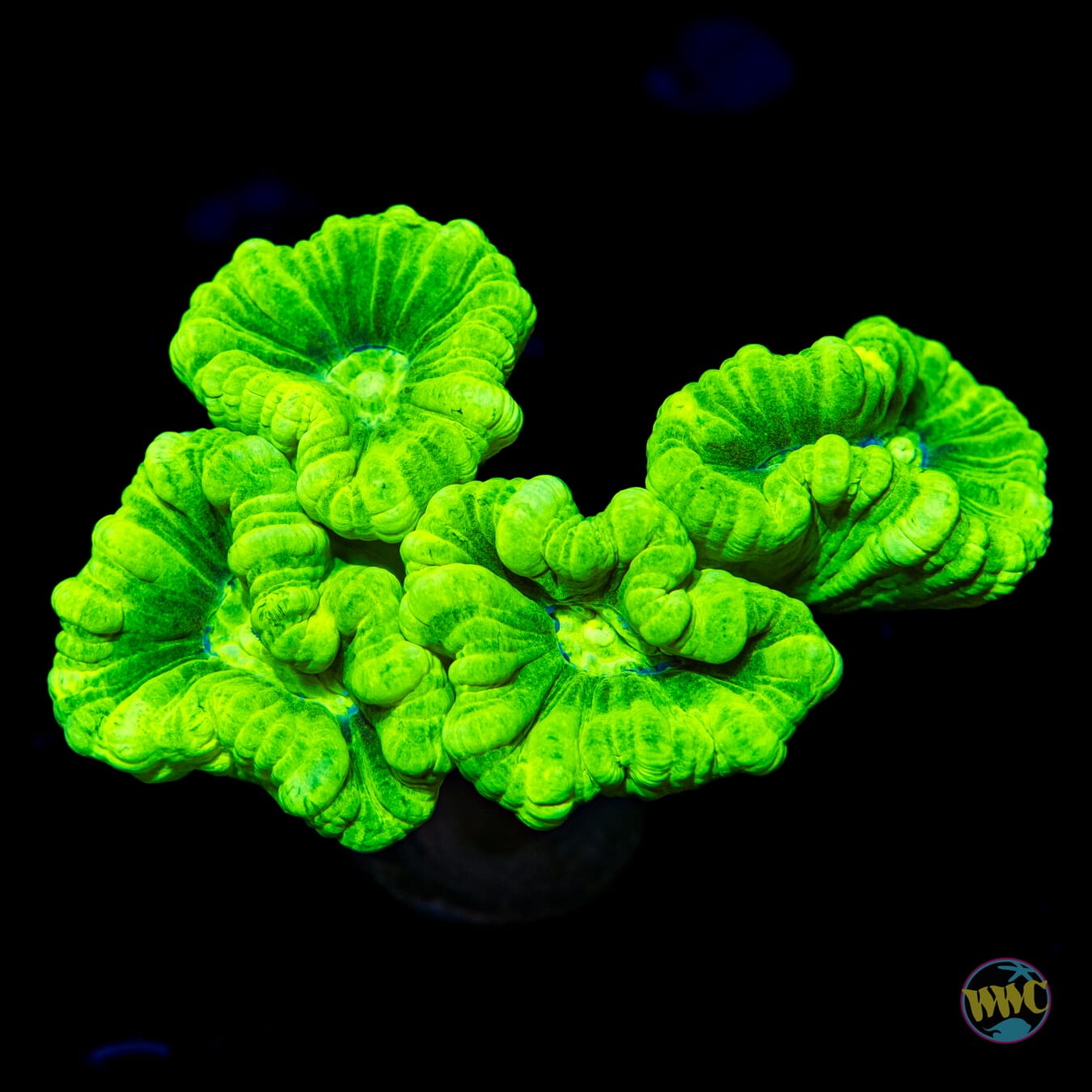 Kryptonite Candy Cane Coral - Daylight Photo