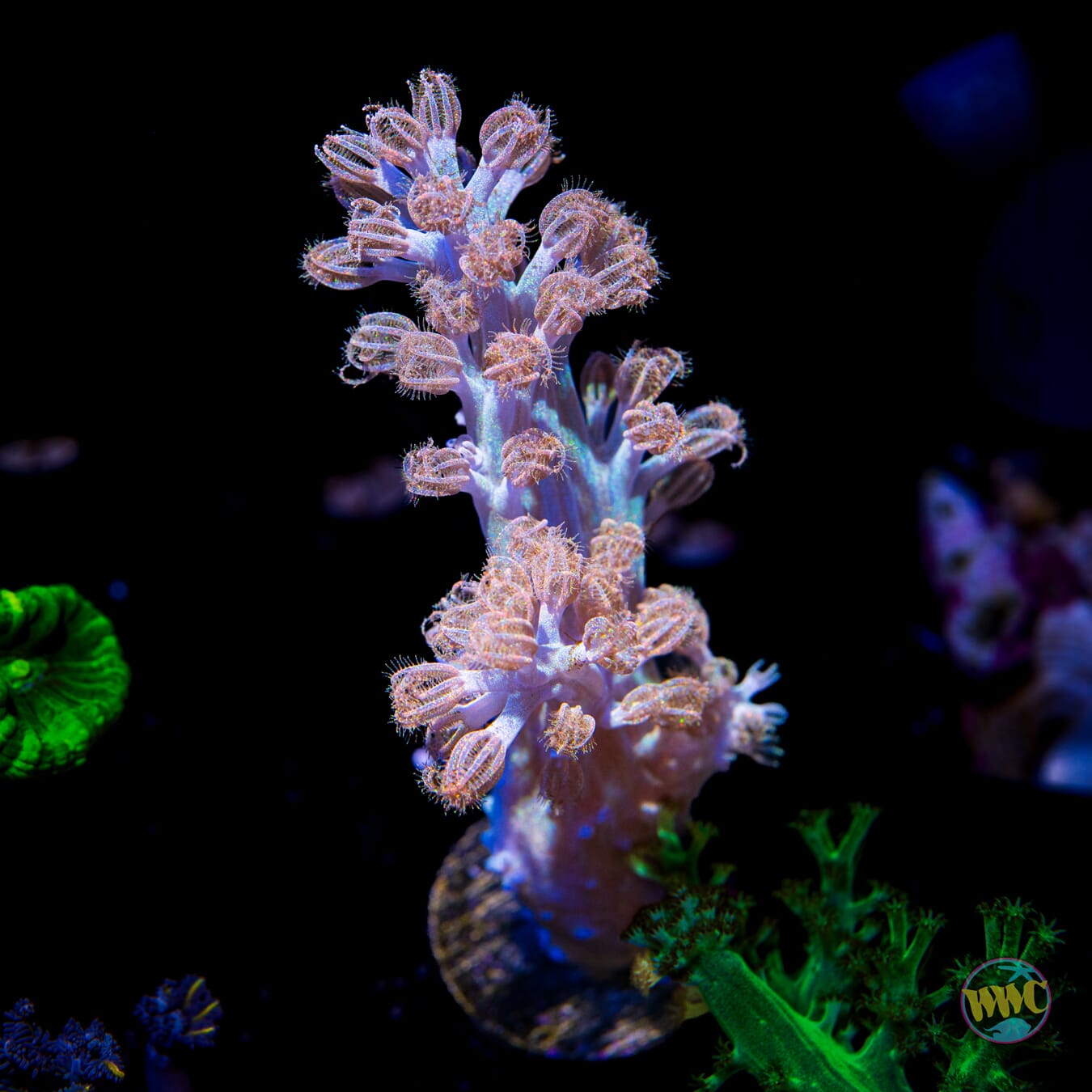 WWC Rainbow Sprinkles Cespitularia - Daylight Photo