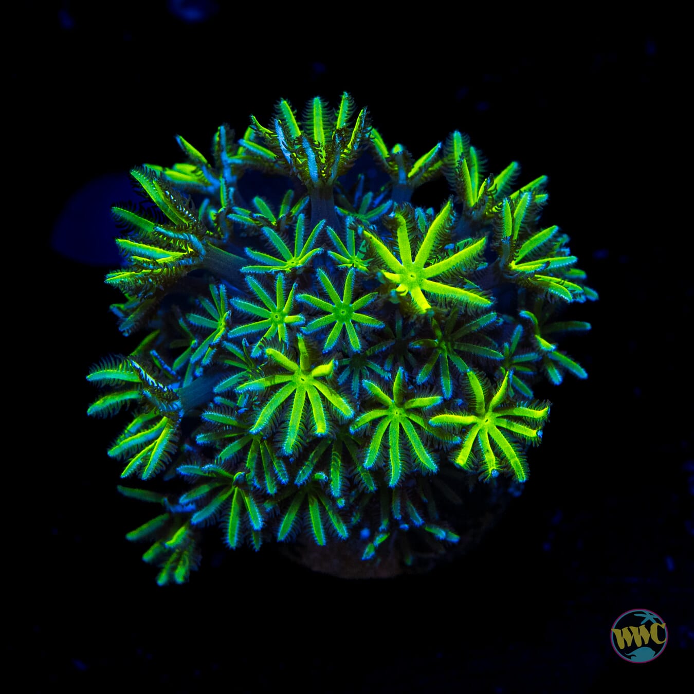 WWC Neon Pipe Organ - Daylight Photo