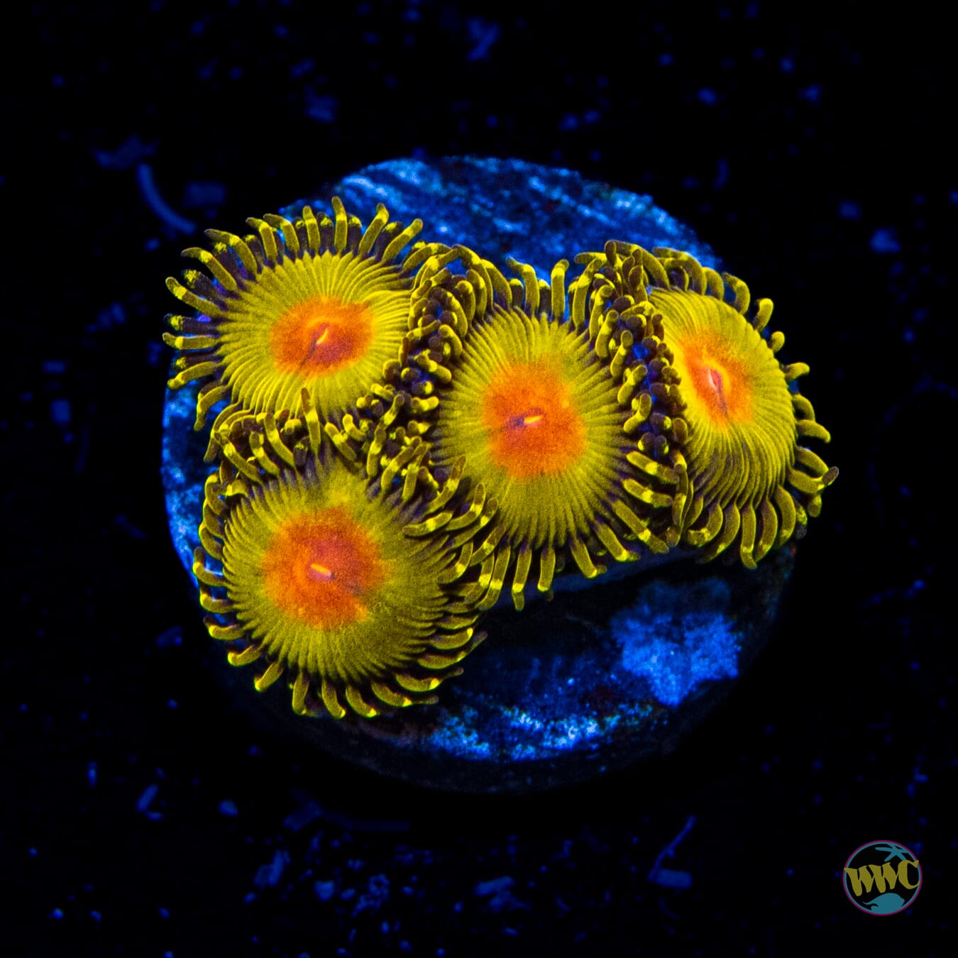 WWC Golden Gods Zoanthids - Daylight Photo