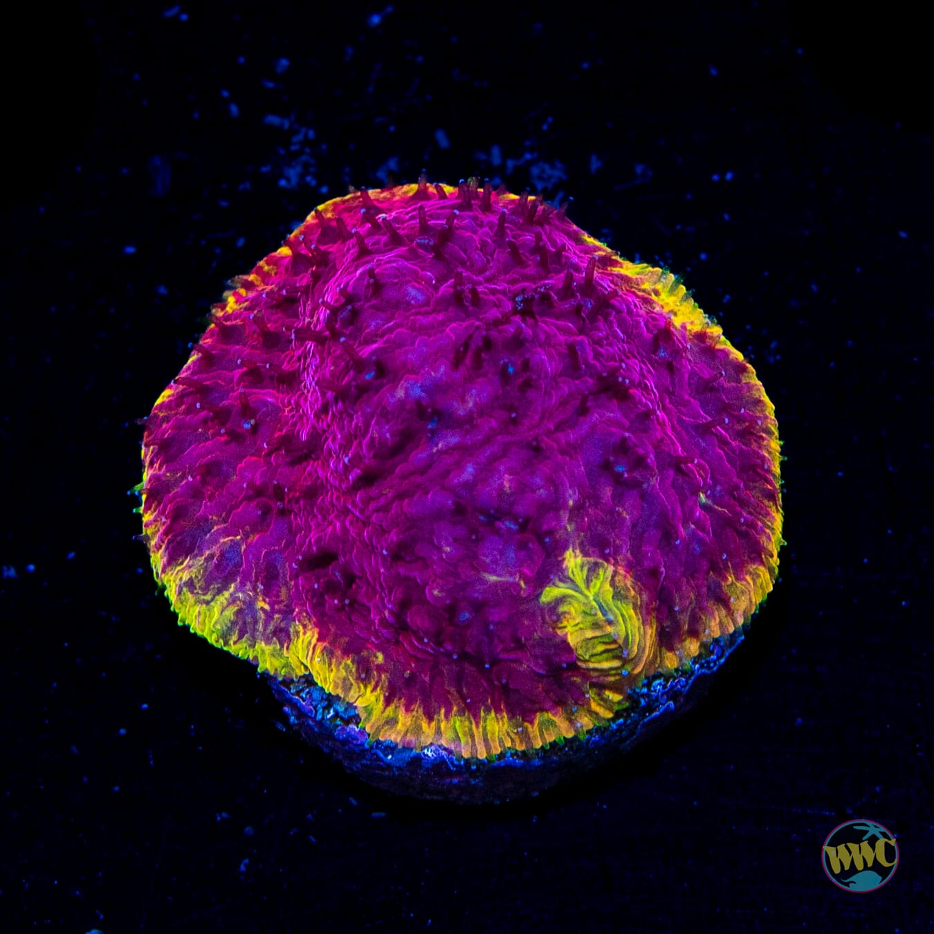 WWC Immolation Lithophyllon - Daylight Photo