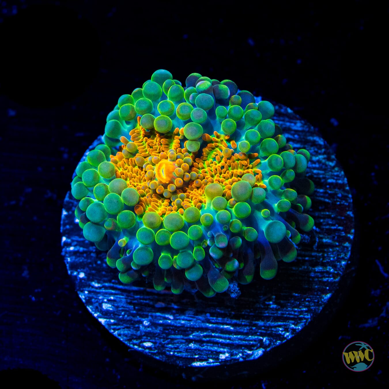 Tropical Sunrise Yuma Mushroom - Daylight Photo