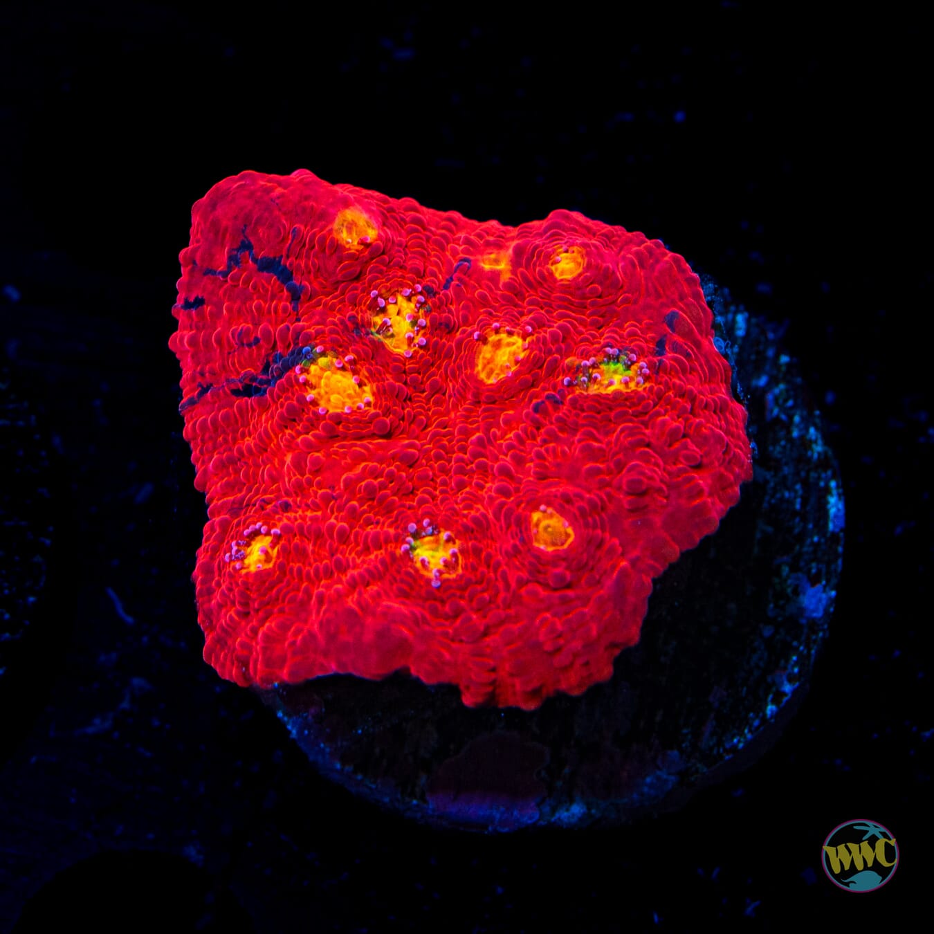 WWC Molotov Chalice - Daylight Photo