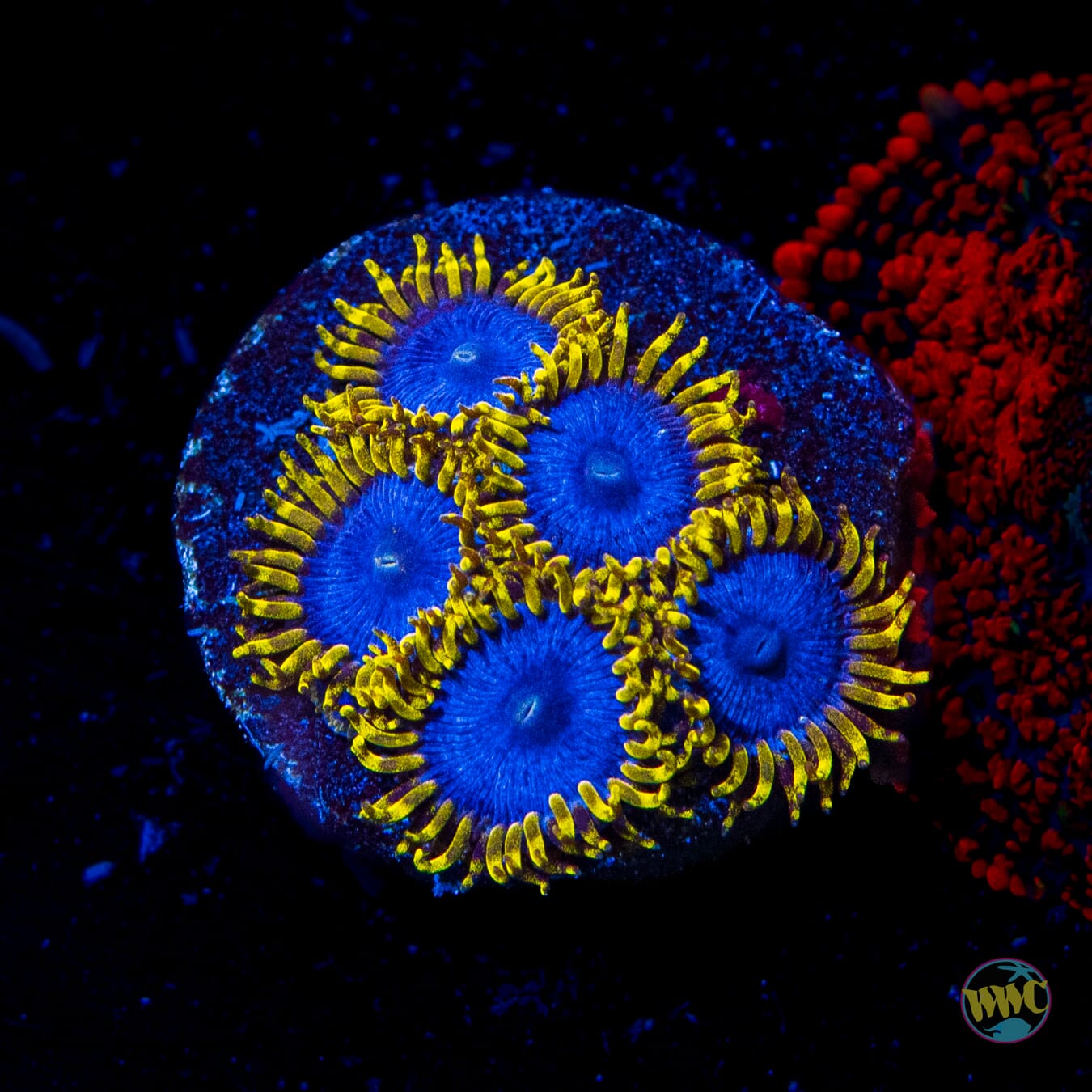 WWC Blue Angels Zoanthids - Daylight Photo