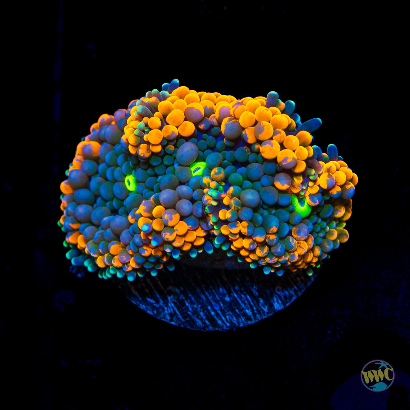 WWC Citrus Cooler Ricordea Mushroom - Daylight Photo