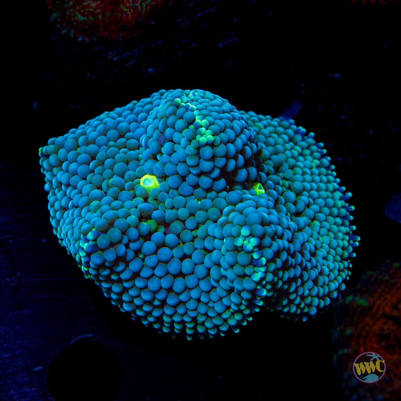 Sour Willy Ricordea Mushroom - Daylight Photo