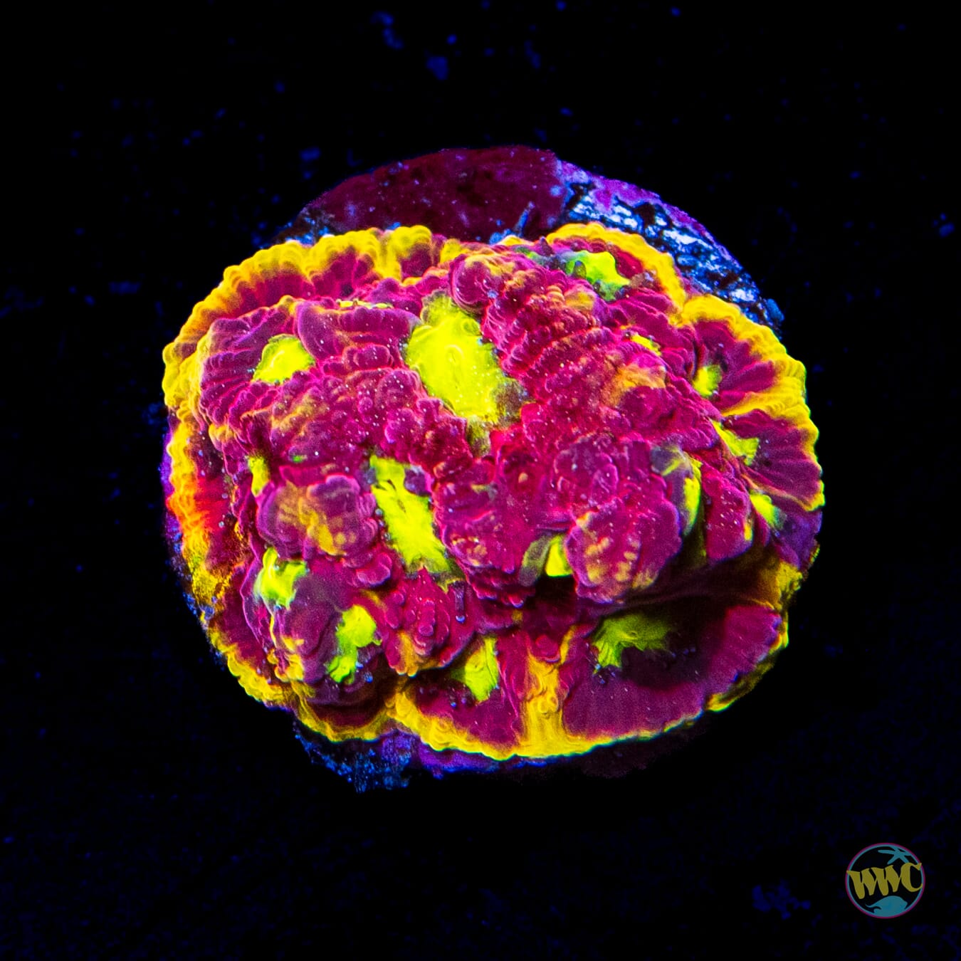 WWC Blood Diamond Favites - Daylight Photo