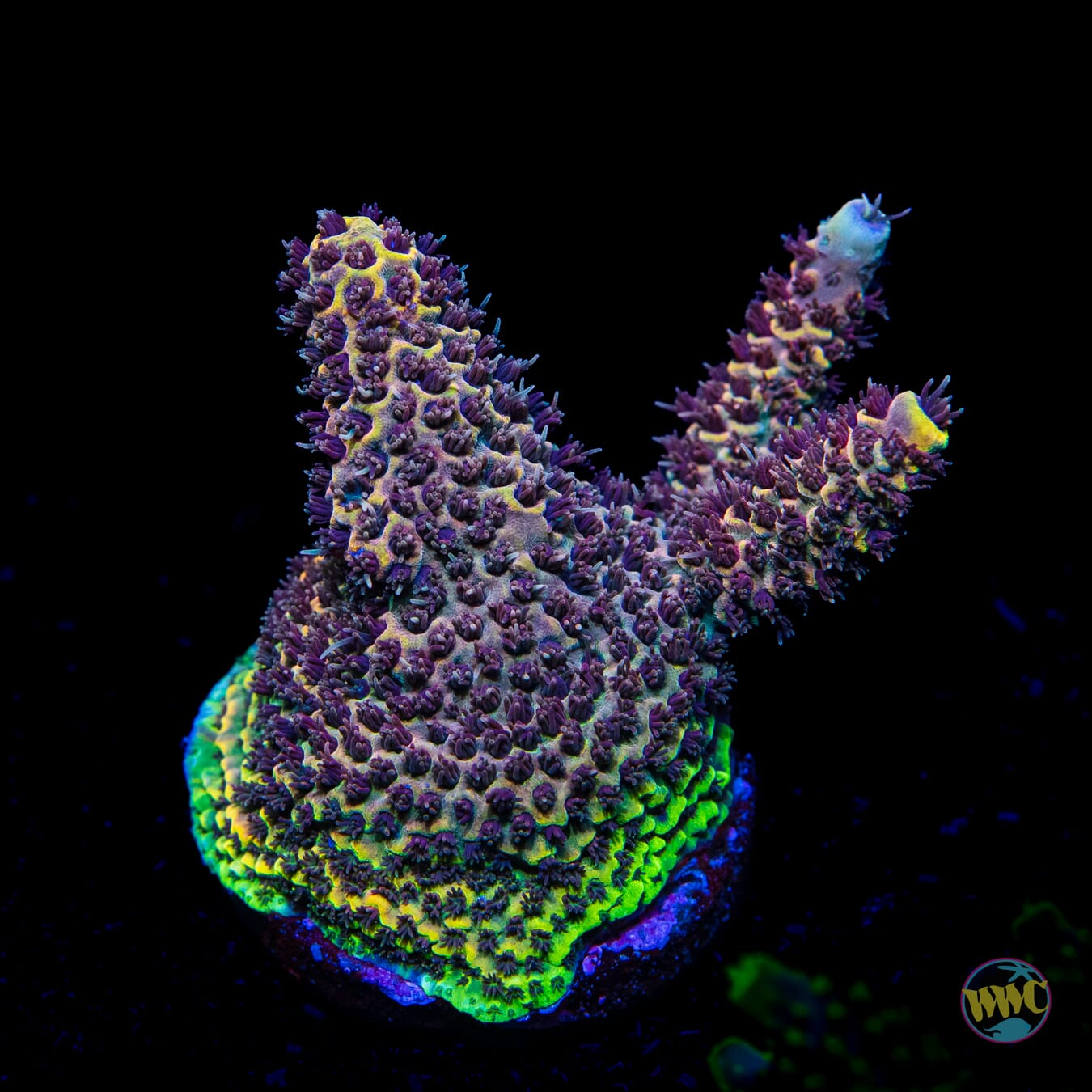 Caverns of Time Acropora - Daylight Photo