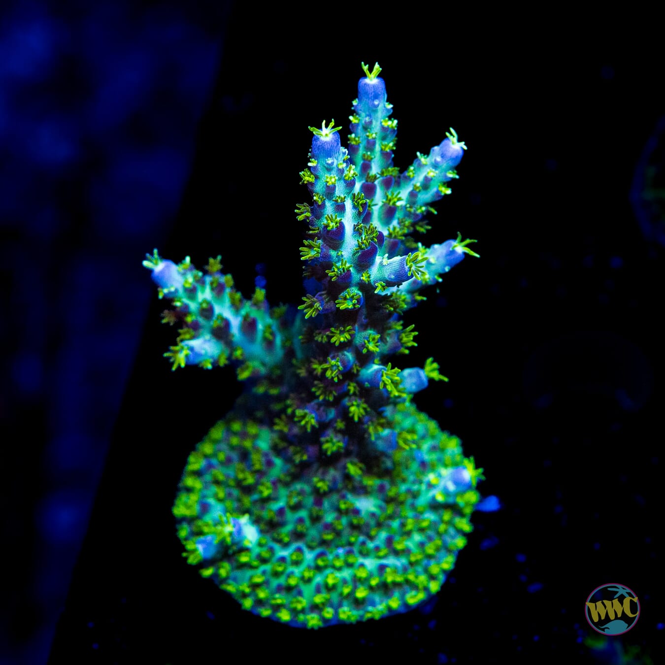 WWC Aussie Special Acropora - Daylight Photo