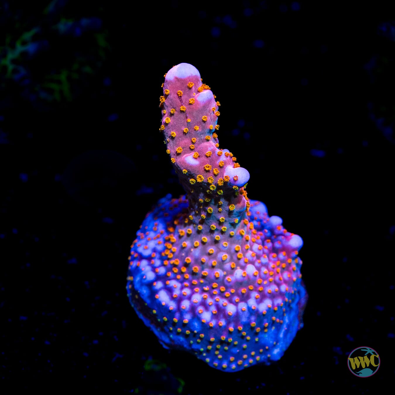 WWC Mojo Man Acropora - Daylight Photo
