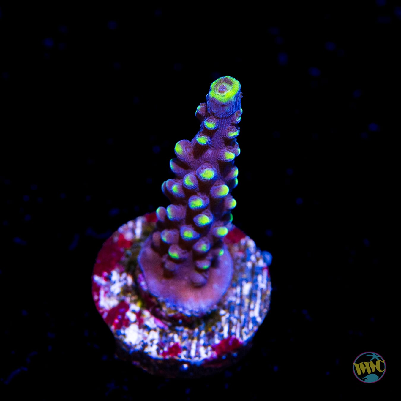 WWC Spectacular Stag Acropora - Daylight Photo
