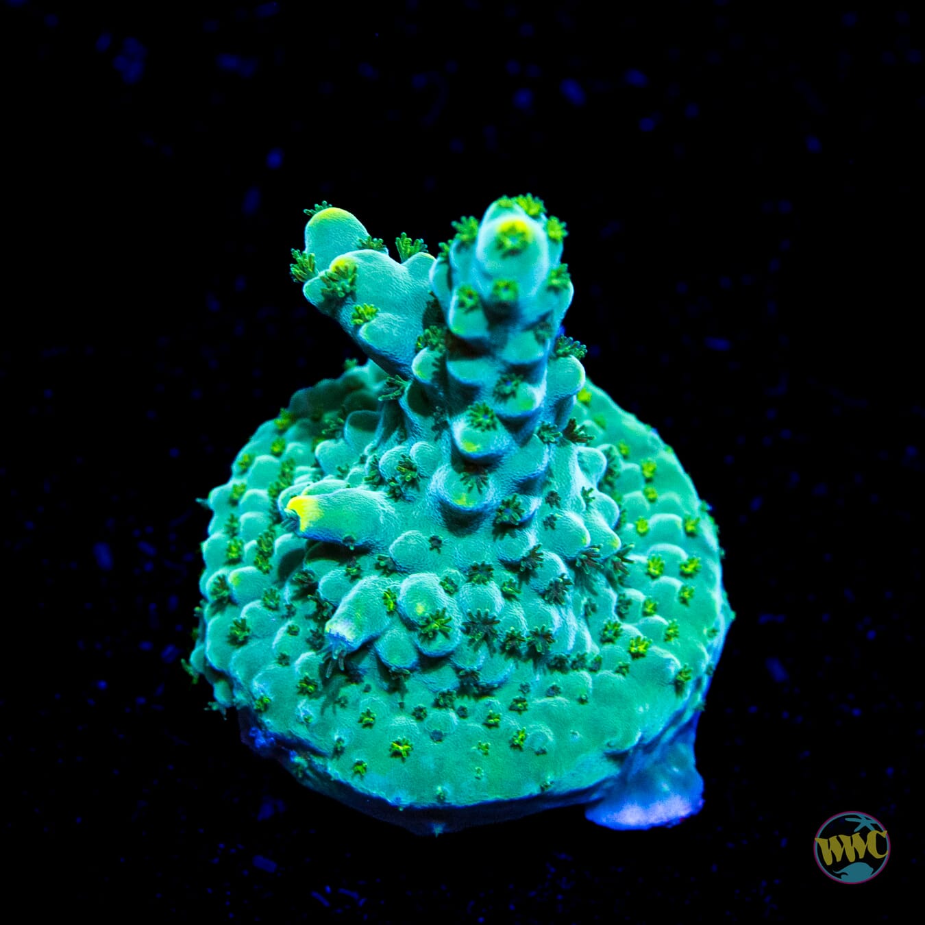 Iguanadon Acropora - Daylight Photo