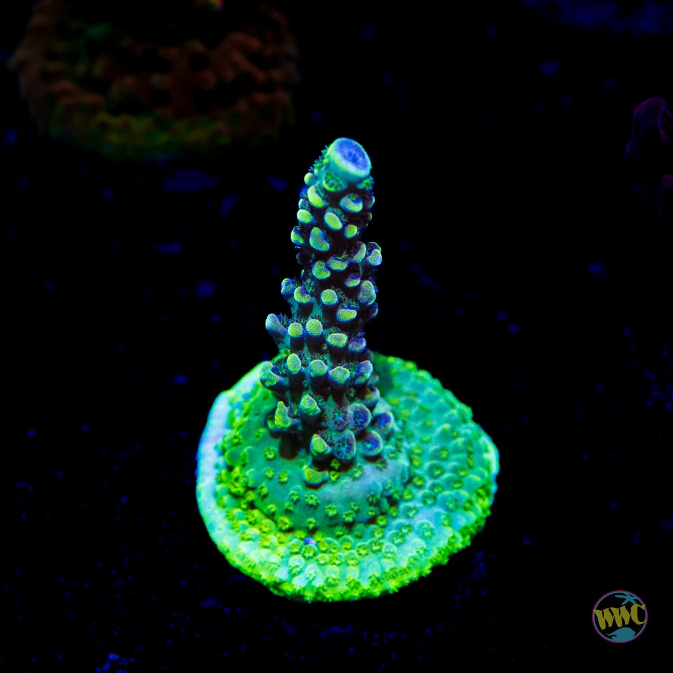 WWC Aqua Delight Acropora - Daylight Photo