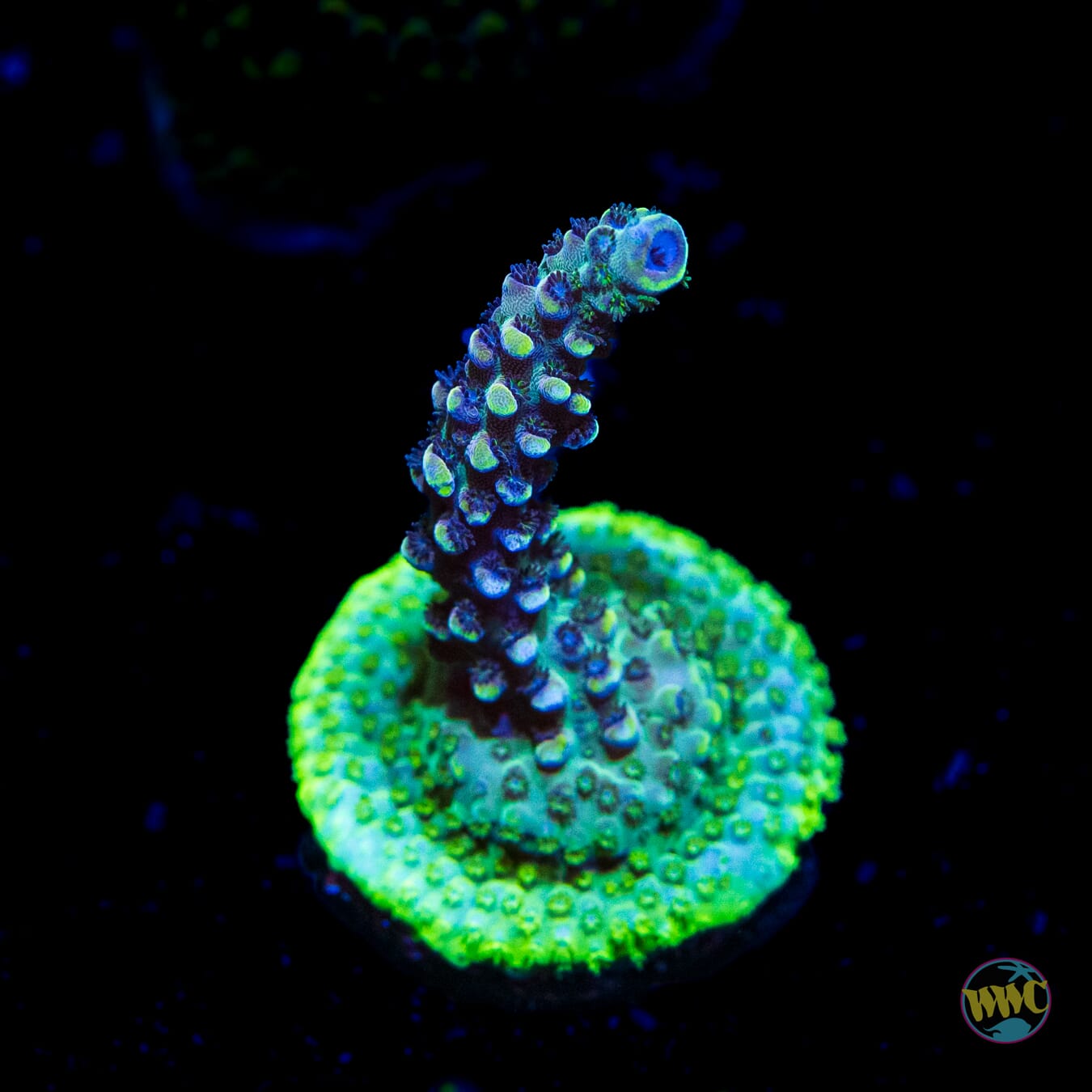 WWC Aqua Delight Acropora - Daylight Photo