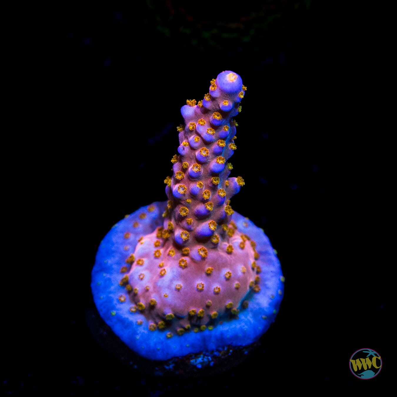 WWC Mojo Man Acropora - Daylight Photo