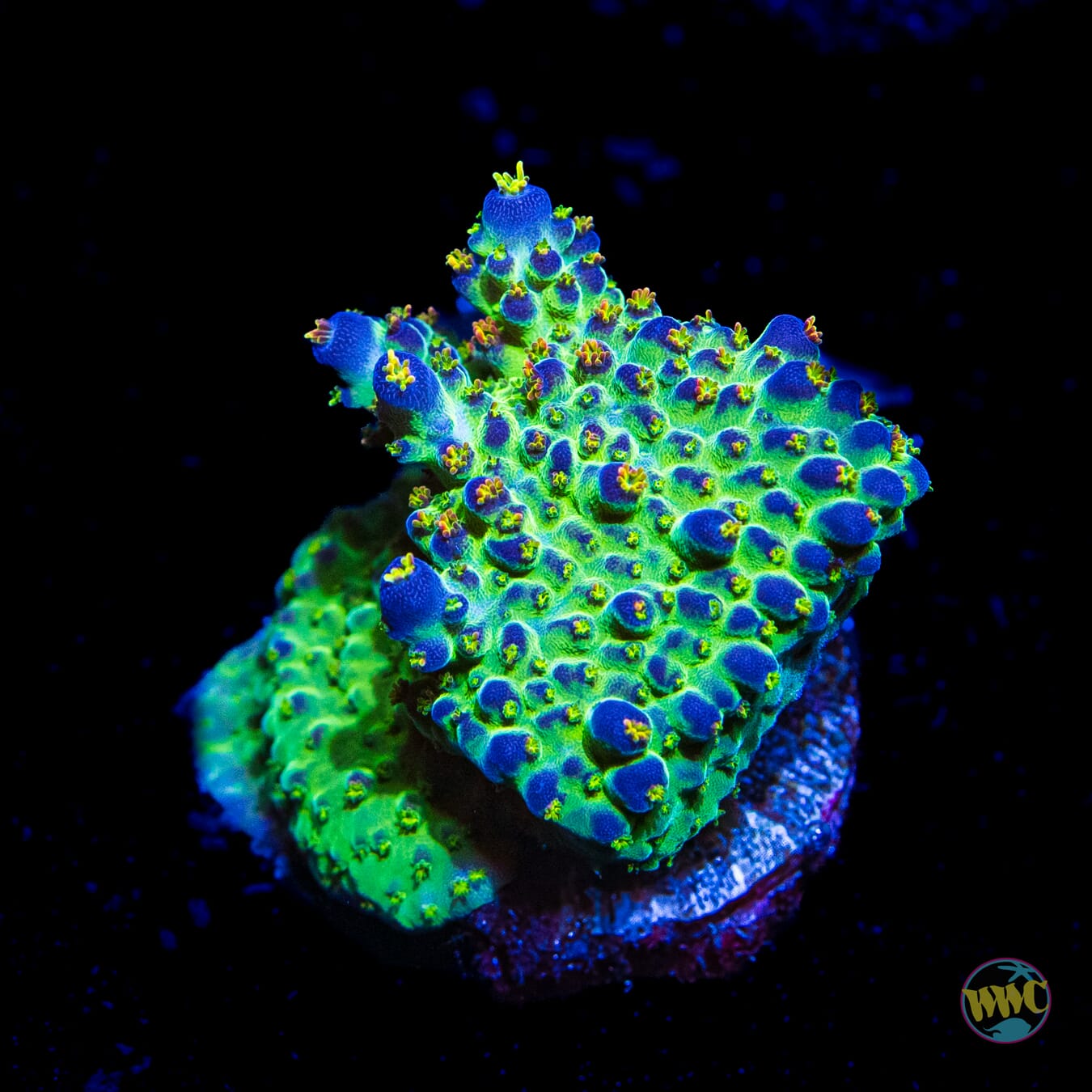 JKR Rainbow Acropora - Daylight Photo