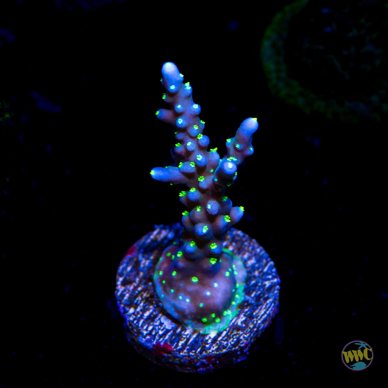 RR Black Sabbath Acropora - Daylight Photo