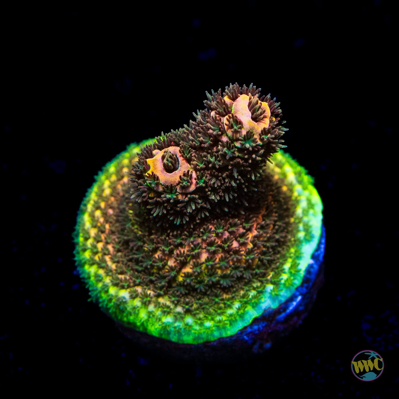 WWC Mille Cyrus Mille Acropora - Daylight Photo