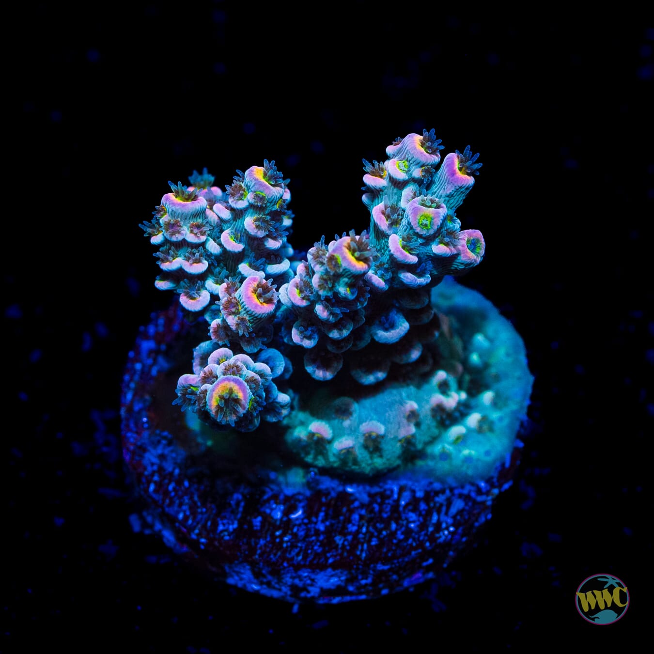 WWC Tiddly Winks Tenuis Acropora - Daylight Photo