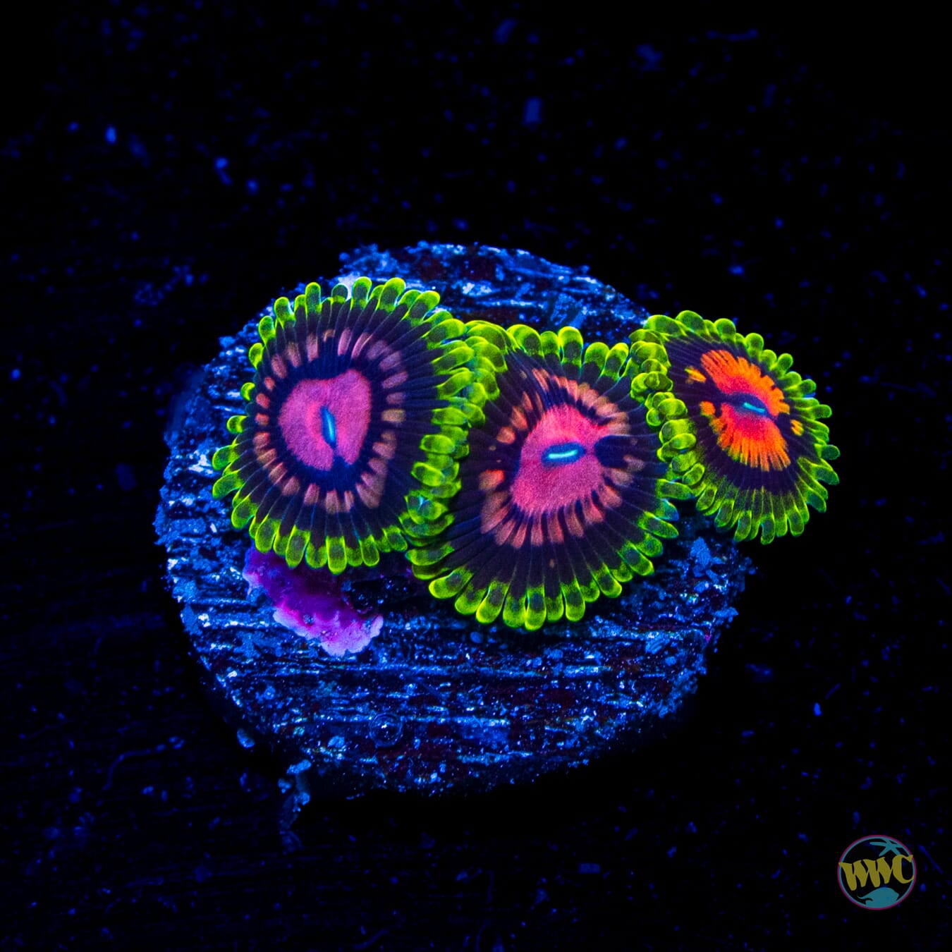 Marvin the Martian Zoanthids - Daylight Photo
